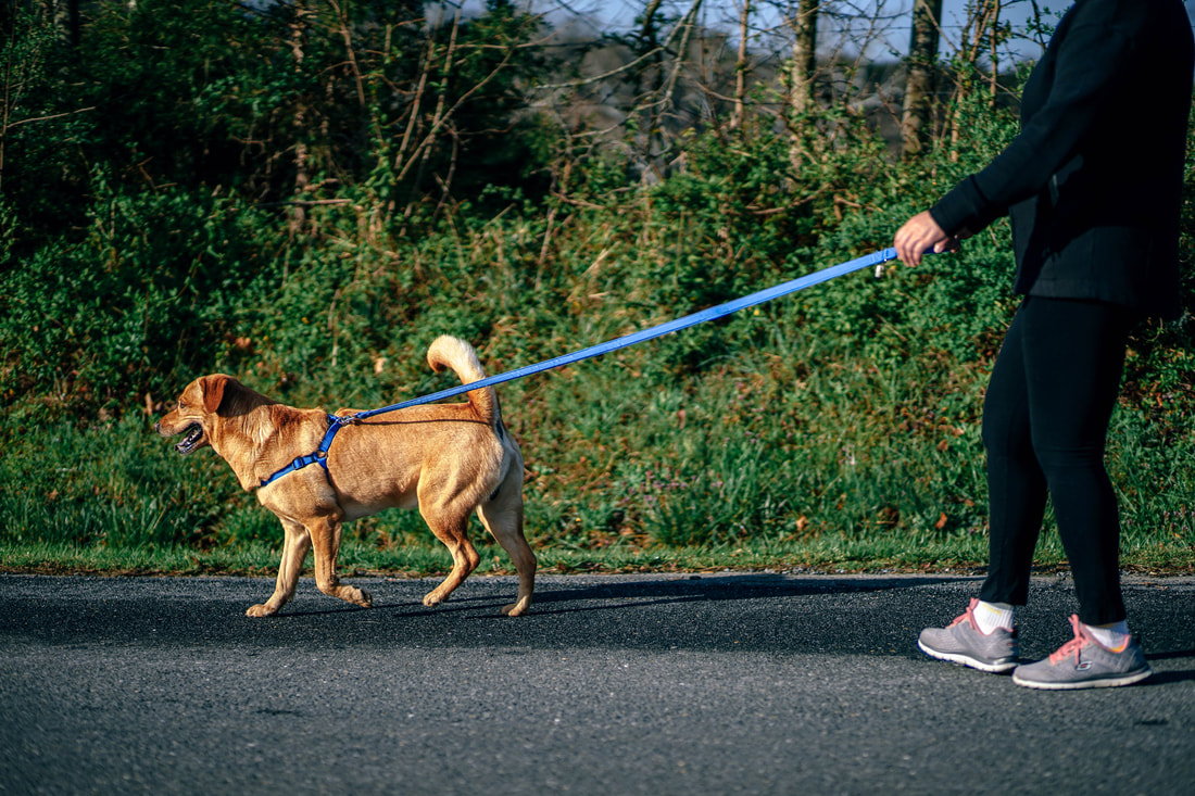 person walking a dog on a leash, on a road.