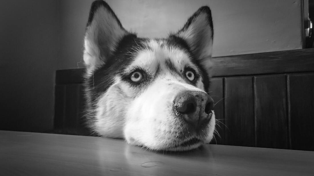 husky putting head on table begging for food