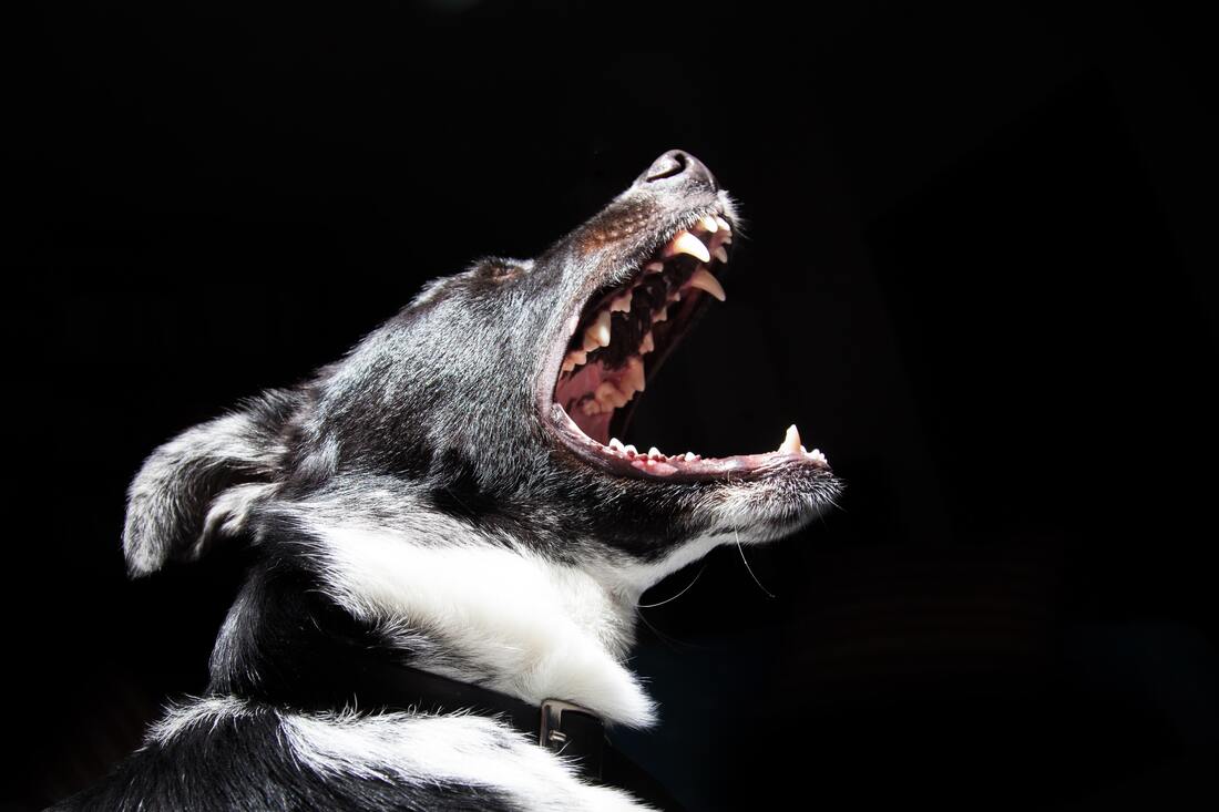 aggressive dog barking with mouth wide open showing teeth.