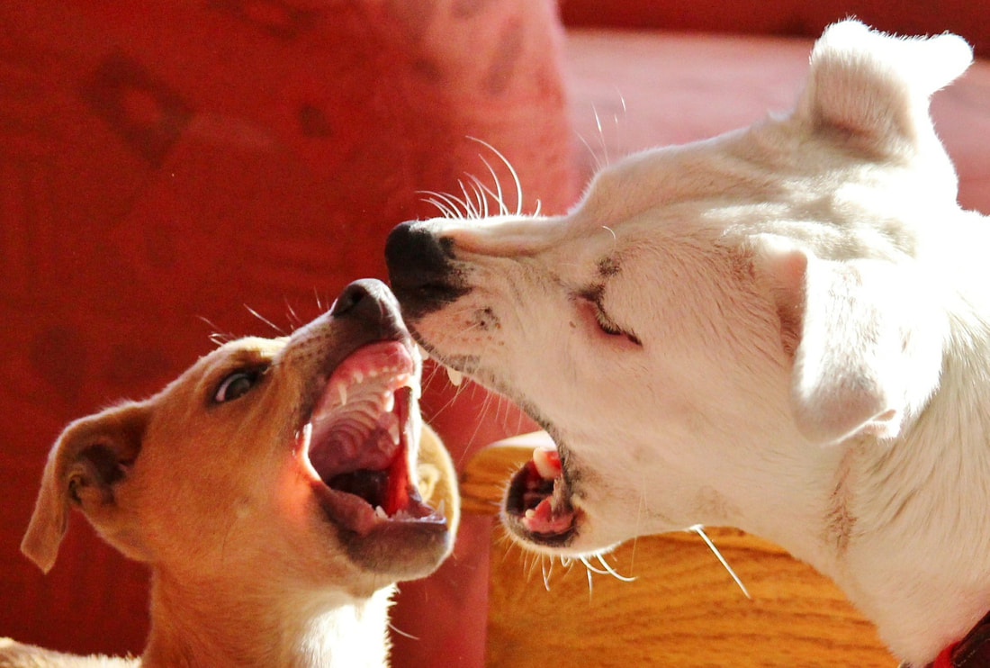 two dogs play biting each other