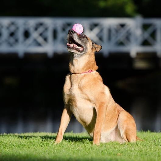 trained dog balancing a ball on the tip of his nose, while sitting down.