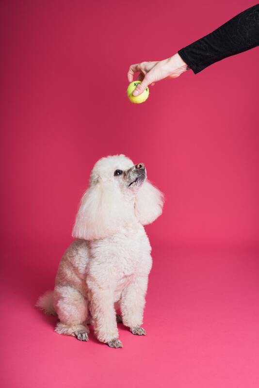 white poodle sitting down with trainer holding a tennis ball on top of the poodle.