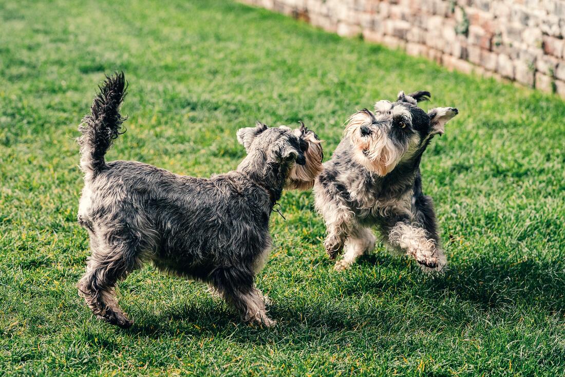 two terriers playing with each other on the grass